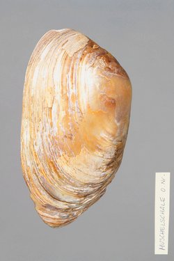 Große Muschelschale