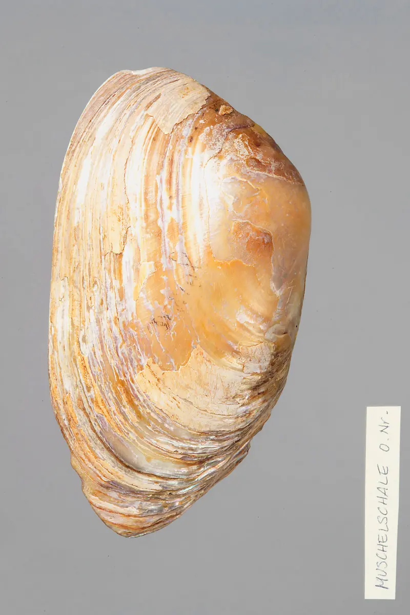 Große Muschelschale