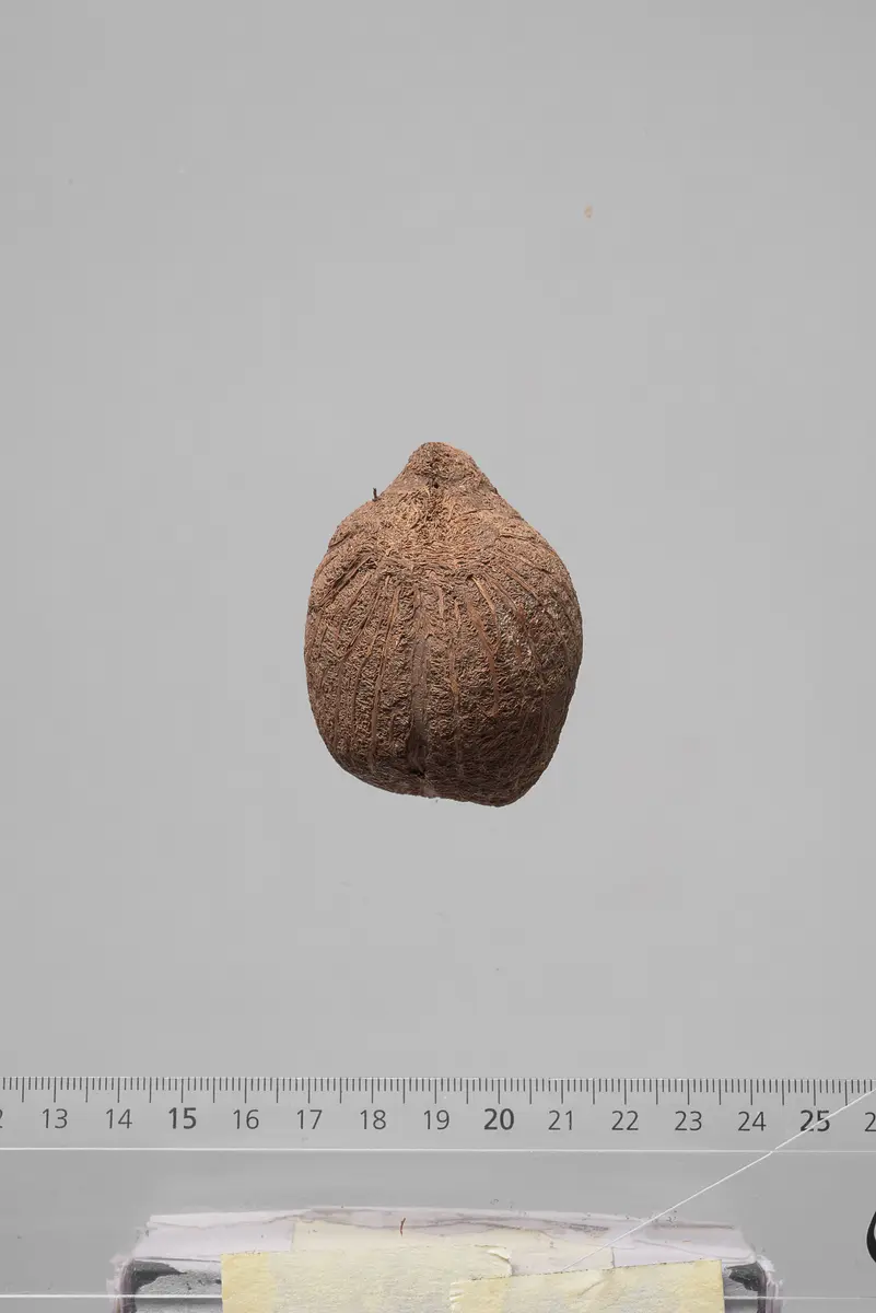 Früchte der Dumpalme