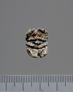 Mumienskarabäus