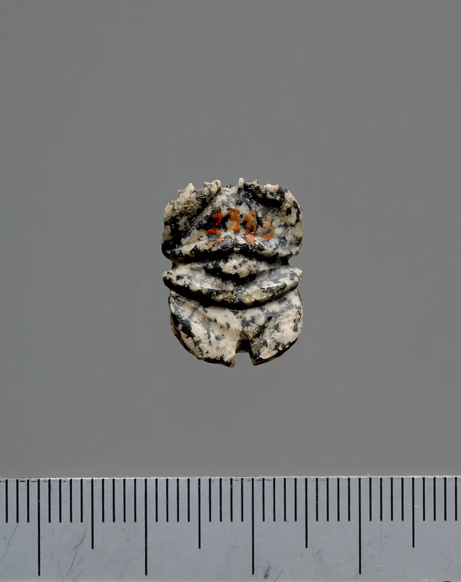 Mumienskarabäus