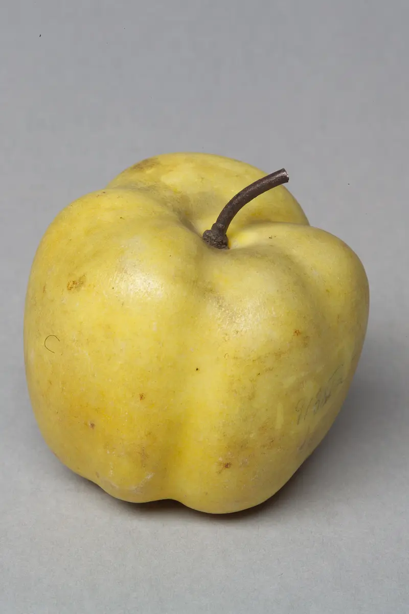 Marmorapfel, Quitte, früher als Apfel geführt
