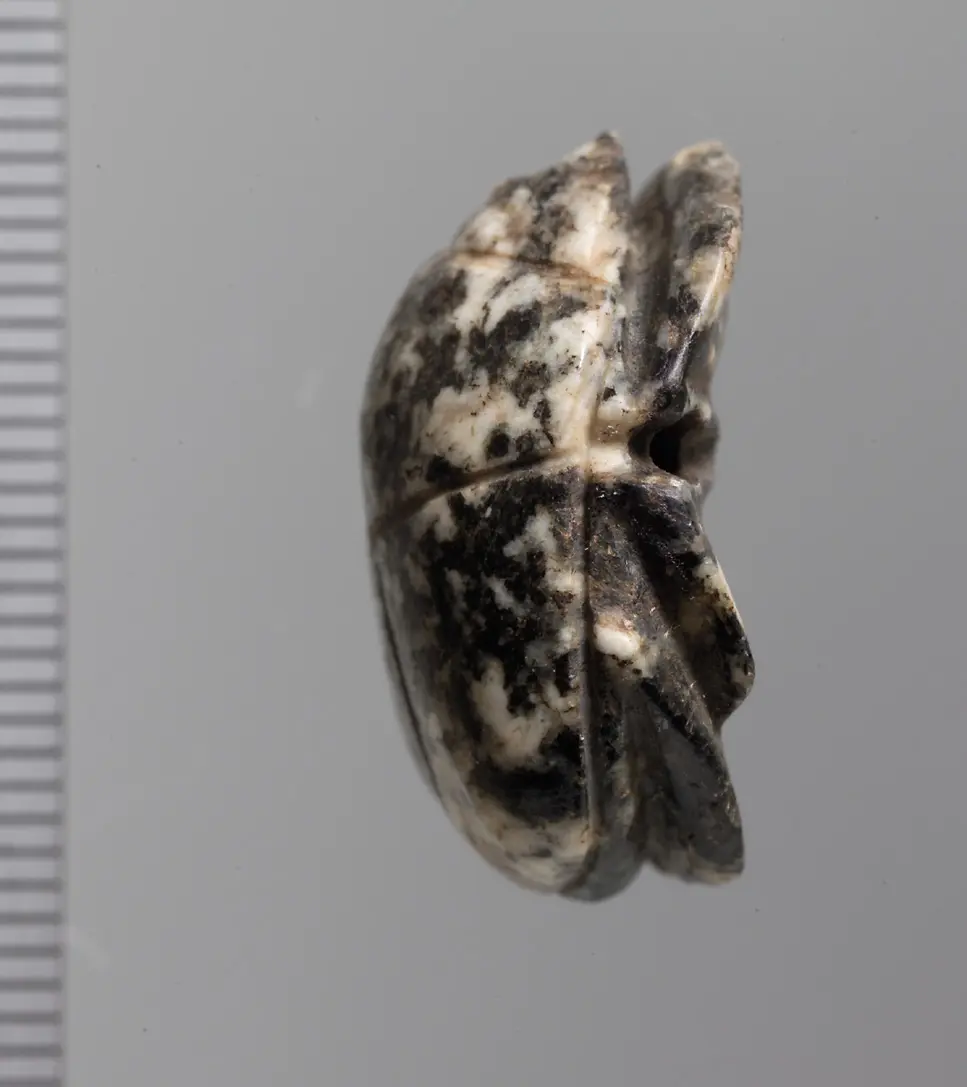 Mumienskarabäus
