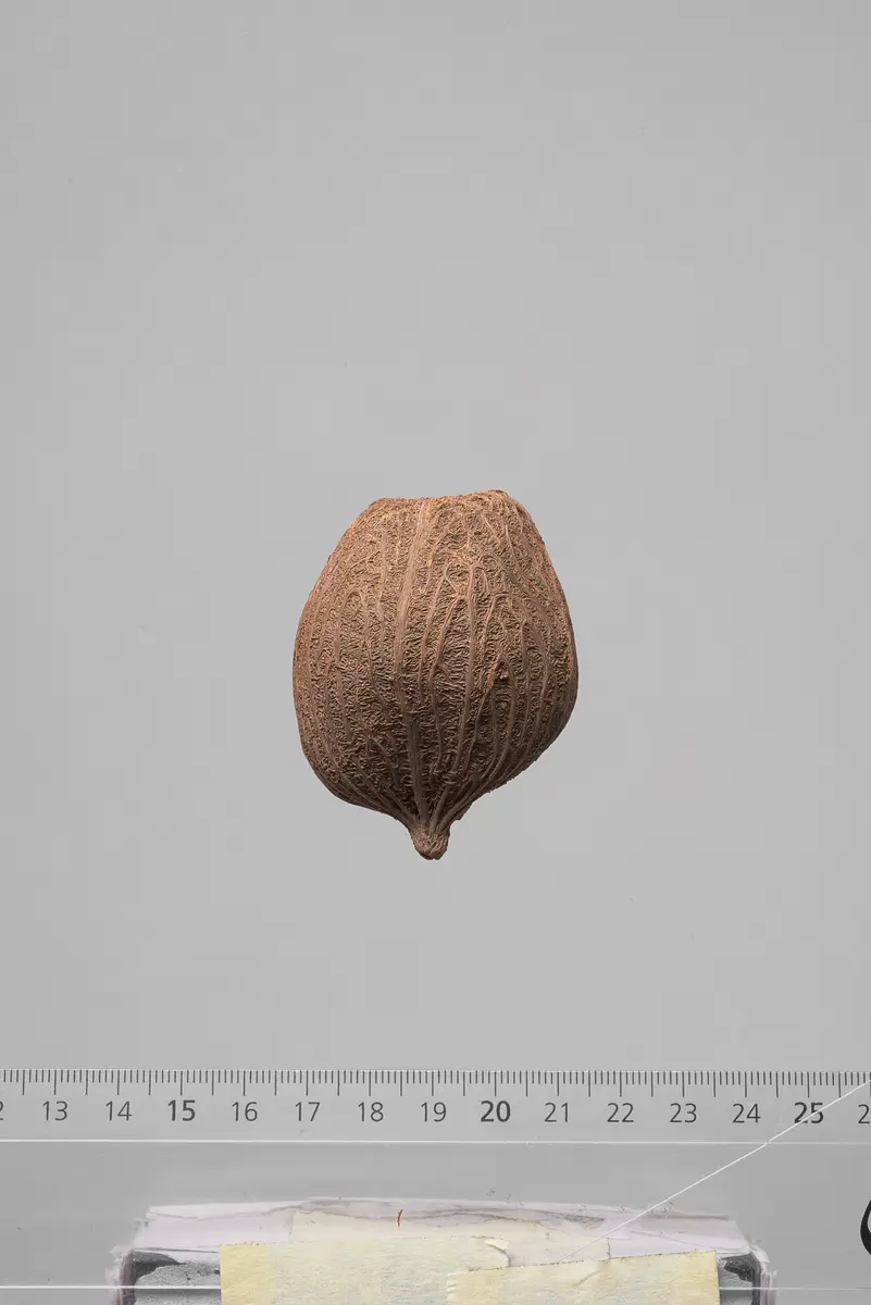 Früchte der Dumpalme