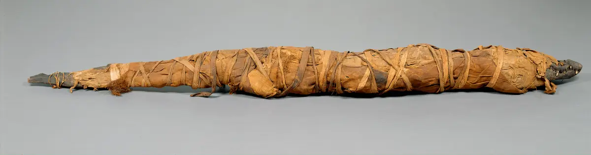 Großes Krokodil